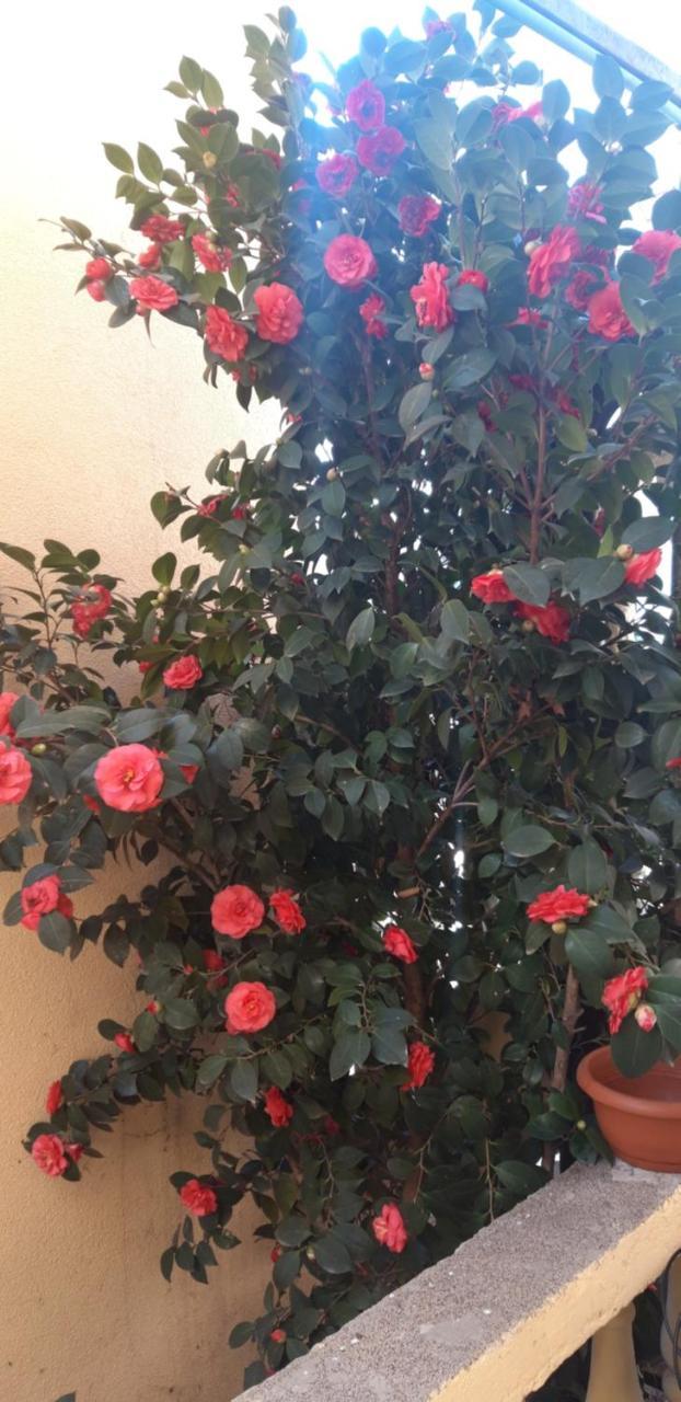 Apartmani Radovic 2 Budva Buitenkant foto